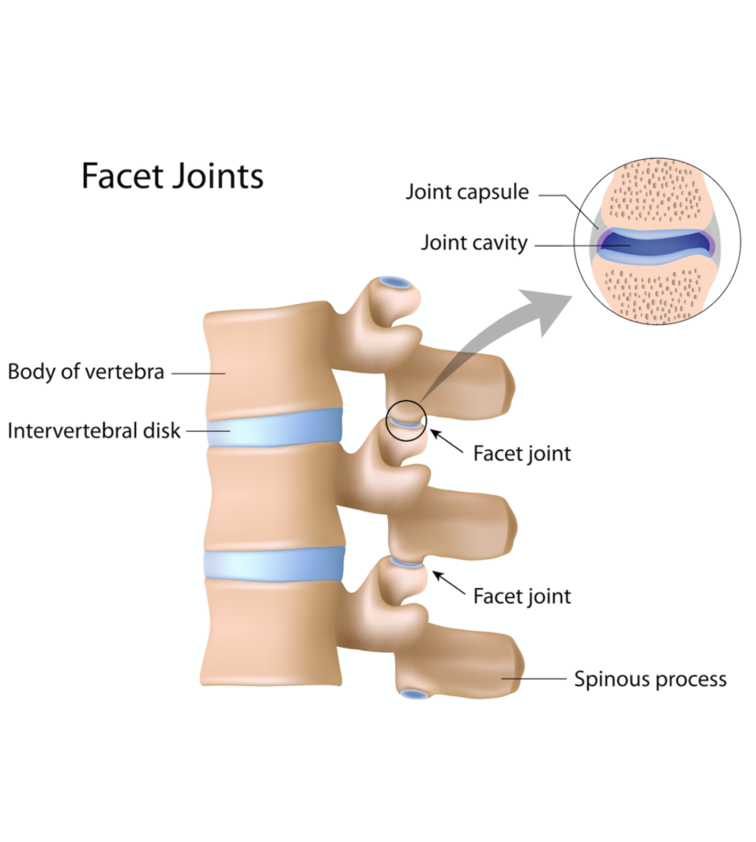 Facet Joints Infographic